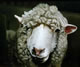 Sheep's Head