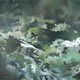 d2 Collection: Bracken - 16" x 16" oil on canvas