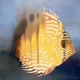 d2 Collection: Disco - 40" x 40" oil on canvas