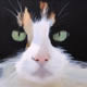 d2 Collection: Holly - 20" x 20" oil on canvas