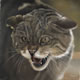 d2 Collection: Wildcat - 16" x 16" oil on canvas