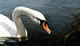 Swan