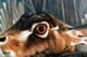 Hare (Detail)